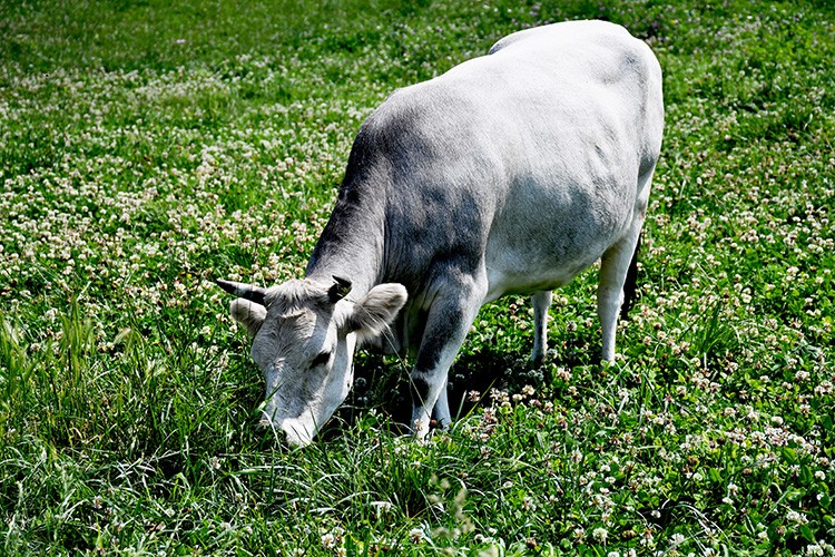 Boz ırk sığırın gen kaynağı üniversitede korunuyor