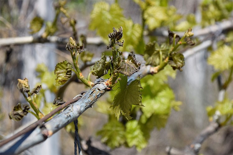 Manisa'da zirai don etkili oldu