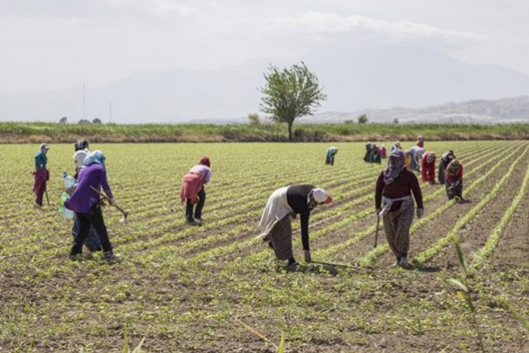 Çiftçiye üretim ve alım desteği