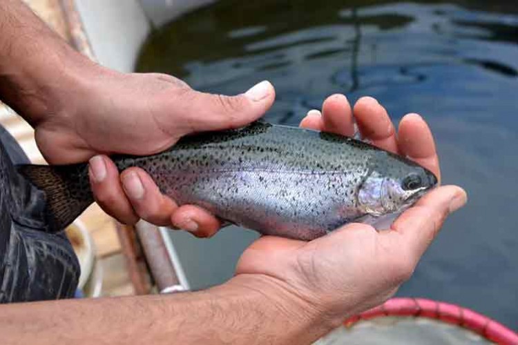 Marmara Denizi'nde balık türü azaldı