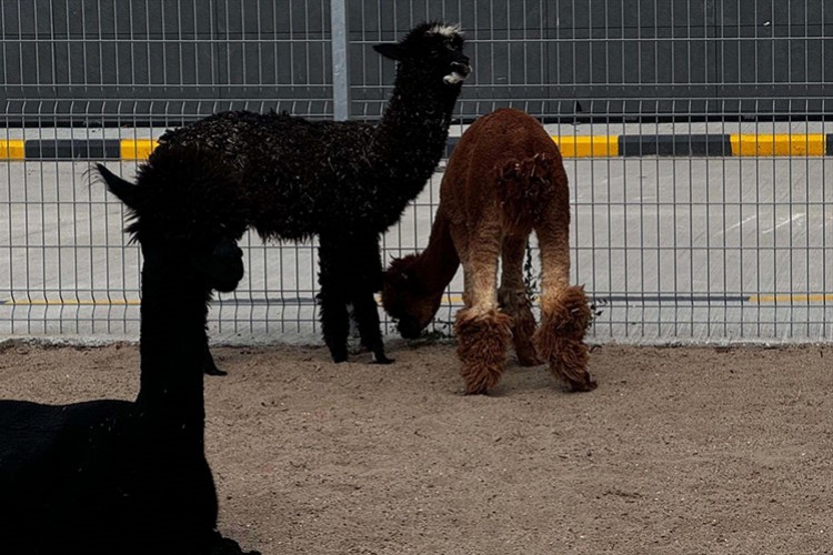 Aralarında kanguruların da olduğu cins hayvanlar ele geçirildi