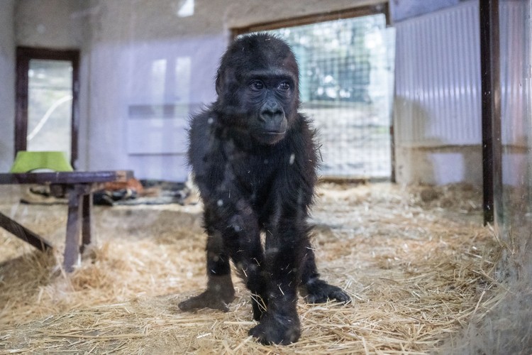 Yavru goril "Zeytin" Türkiye'de kalacak