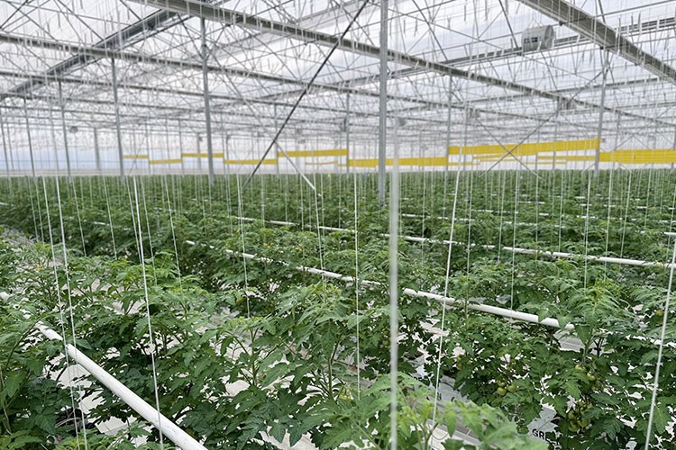 Agrotermal'den1.275 ton pestisitsiz domates üretimi