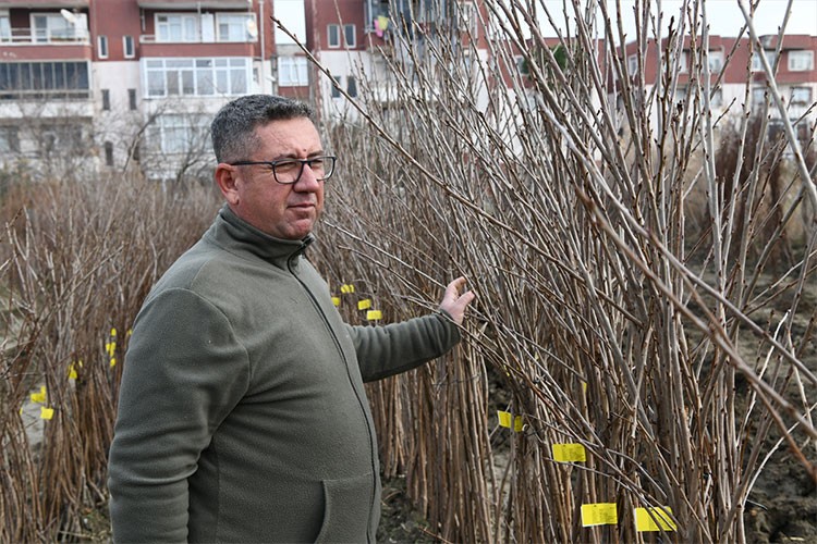20 yılda Çanakkale'nin en büyük meyve fidanı ihracatçısı oldu