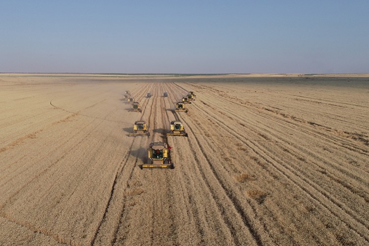 Türk buğdayına büyük ilgi