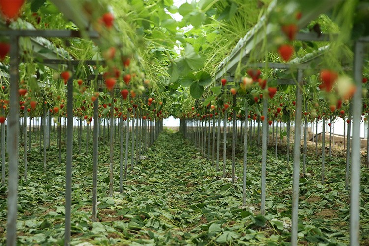 Çilek üreten kadın girişimci taleplere yetişemiyor