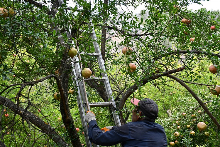 Yaktığı ateşle bahçesini zirai dondan korudu