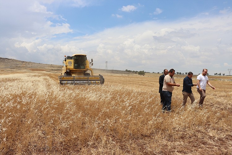 Kilis'te kişniş hasadına başlandı