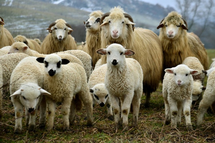 Hayvancılık yatırımları hibeyle desteklenecek