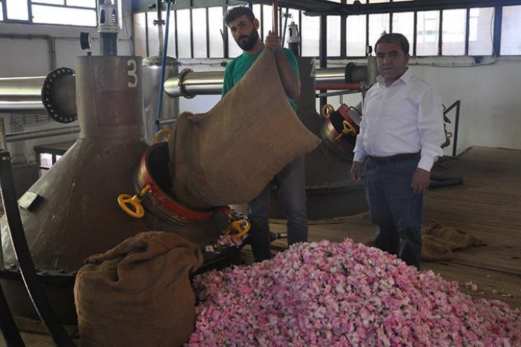 Bütün emekler, 4 ton gülden 1 kilogram yağ elde etmek için