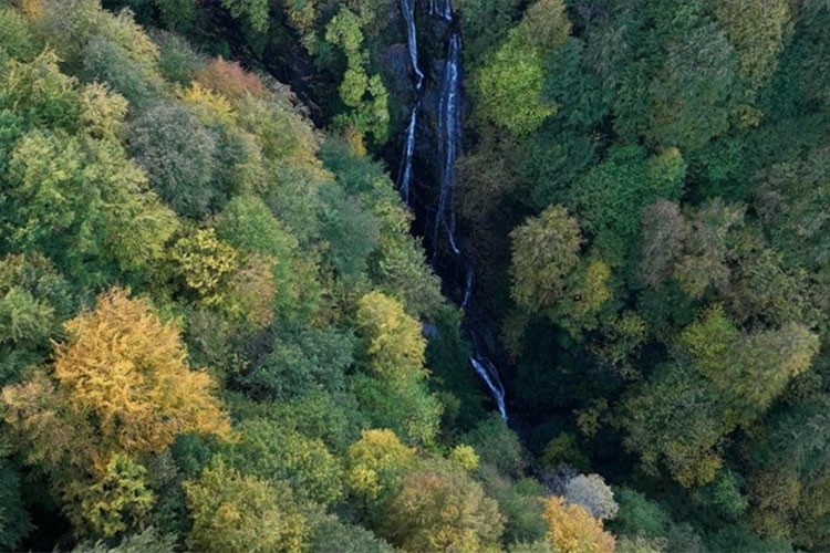 Ağaçların türü ve yaşı karbon tutma kapasitelerini belirliyor