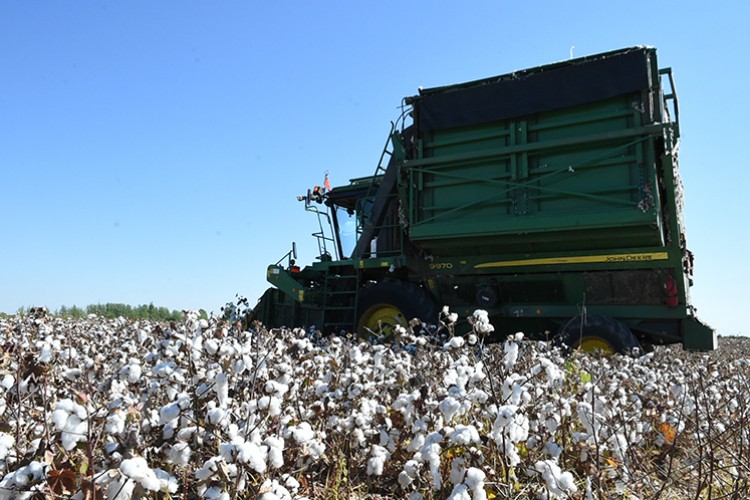 Mersin'de beyaz altın hasadı yapıldı