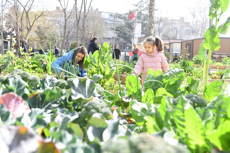 Kadıköy Bostanlarında Hasat Zamanı