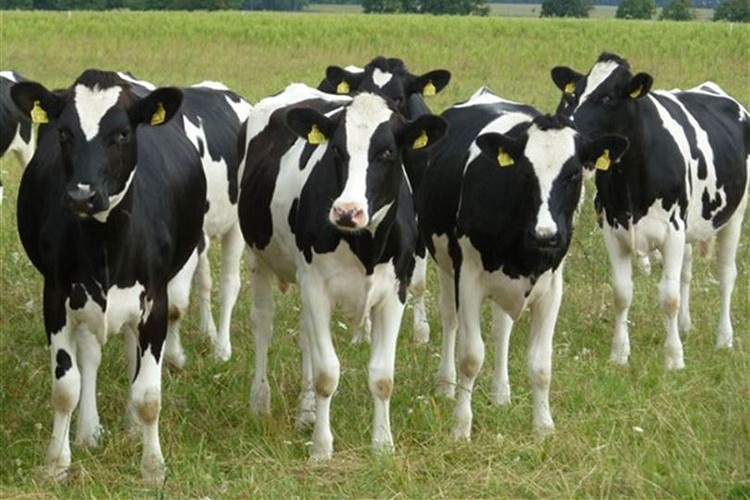 "Damızlık düve yetiştiriciliğine 80 milyon lira hibe"