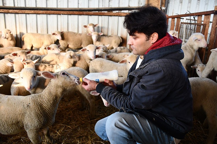 Mühendisliğini bırakıp 510 küçükbaşlık sürüye ulaştı