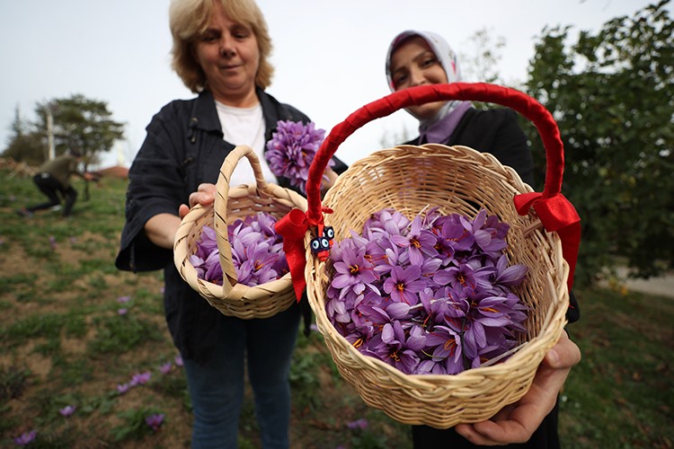 Safran üretim alanını 10 kattan fazla arttırdı