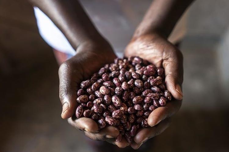 "Tahıl anlaşması küresel gıda fiyatlarını düşürdü"