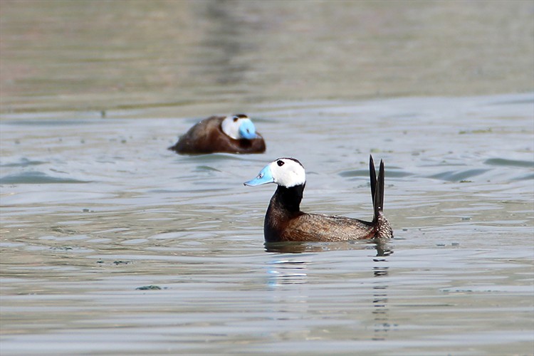 Nesli tehlike altındaki dikkuyruk, Van Gölü kıyısında ürüyor