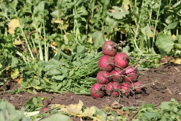Kadirli turpunun rekoltesinde düşüş beklenmiyor