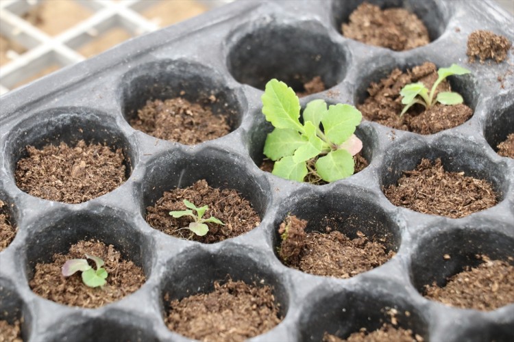 Endemik bitkiler geleceğe taşınıyor