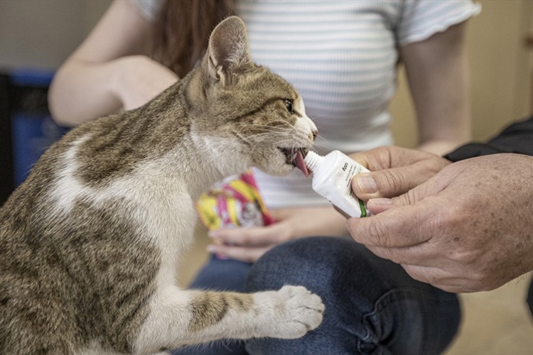 Kışın donmak üzereyken bulunan "Fındık" buz müzesinin maskotu oldu