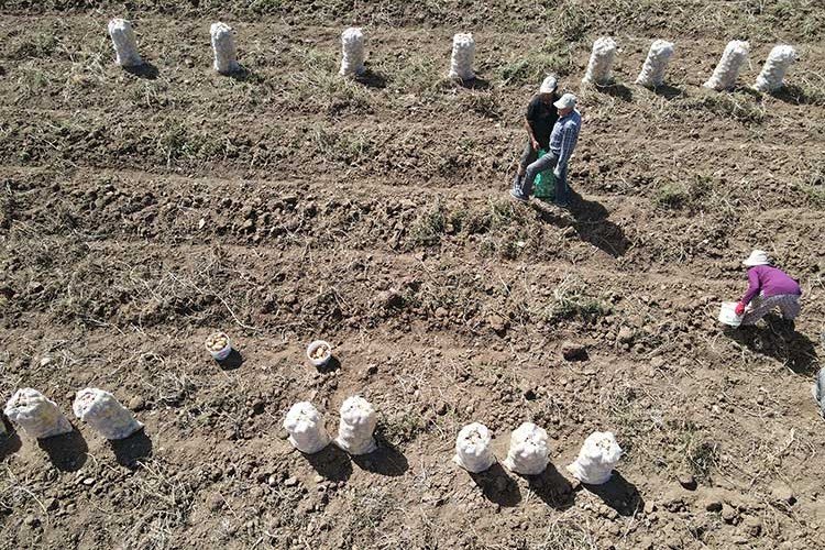 Her mevsim patates yetiştirilebiliyor