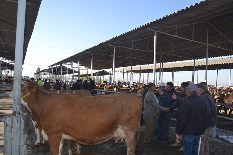 Şarkışla canlı hayvan pazarı yeniden açıldı