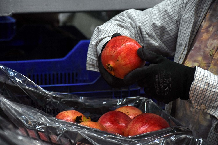 Dalyan narında verim de fiyat da yüksek