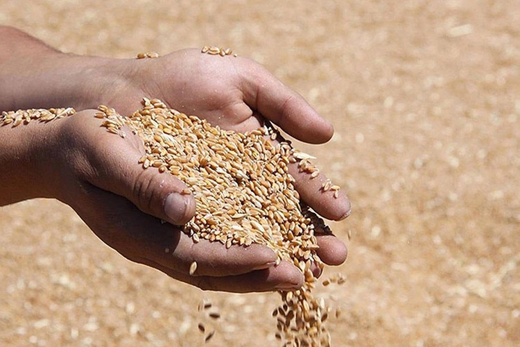 Güneydoğu Anadolu'nun hububat ihracatı 10 ayda 2,9 milyar dolara ulaştı