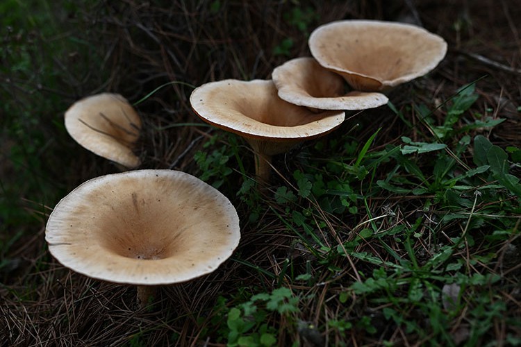 Mantar konusunda doğru bilinen yanlışlar