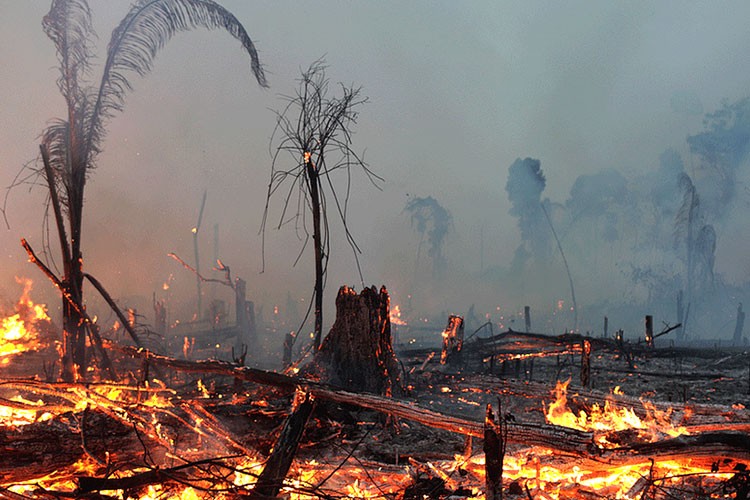 Dünyanın ormanları yangın tehdidi altında