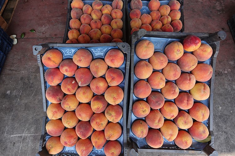 En çok şeftali ihraç edildi