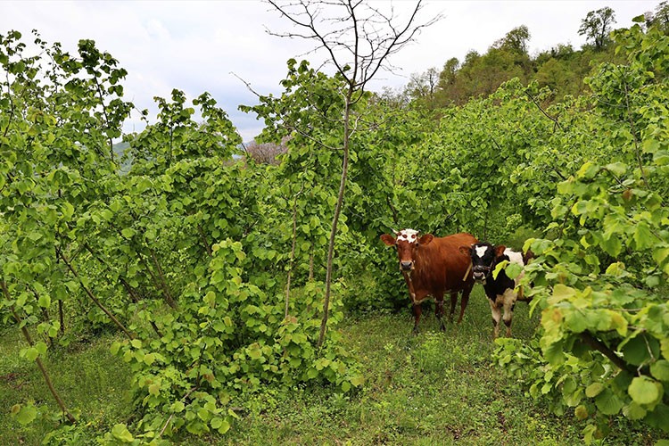Fındıkta don hasarına gübreli çözüm