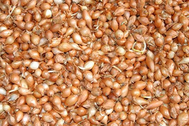 Tohumluk soğan alarmı