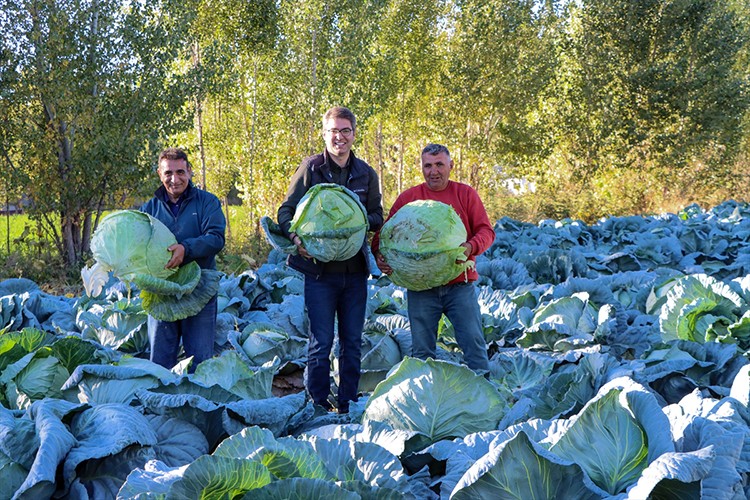 Ata tohumuyla yetiştirilen "Erciş lahanası"nın hasadı başladı