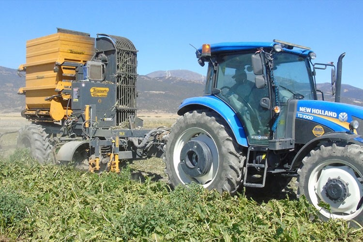Gaziantep'te şeker pancarı hasadı başladı