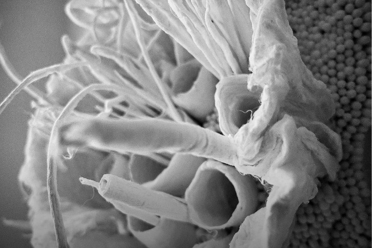 TÜRKİYE KÜLTÜR YOLU FESTİVALİ PORTAKAL ÇİÇEKLERİ EŞLİĞİNDE BAŞLIYOR