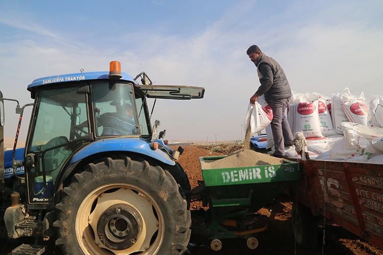 GAP'ta hububat ekim telaşı