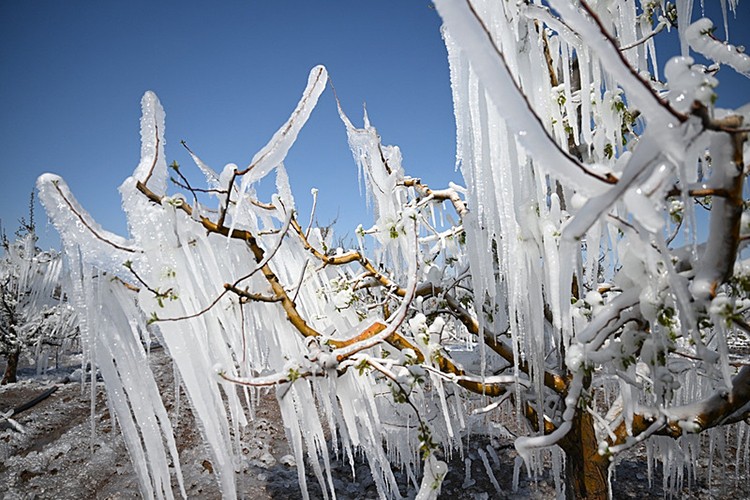 TBMM Zirai Don Olayını Araştırma Komisyonu raporu tamamlandı