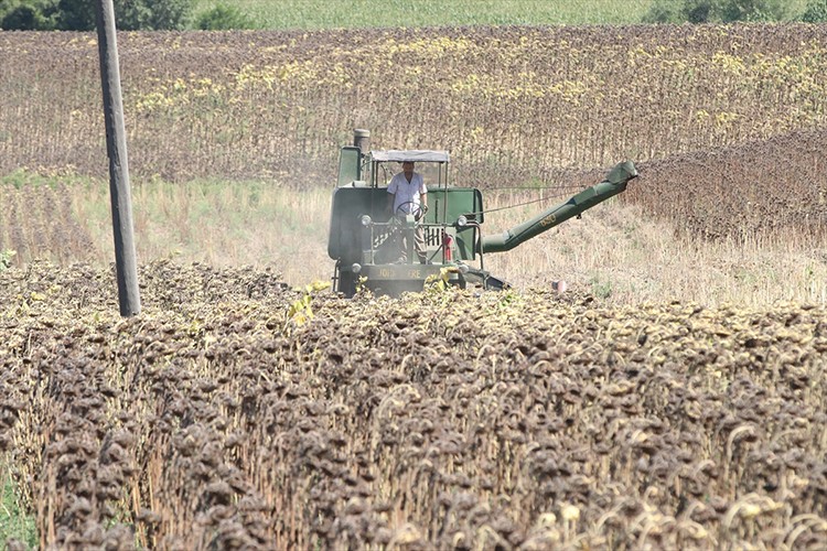 Çukurova'da ayçiçeği başladı