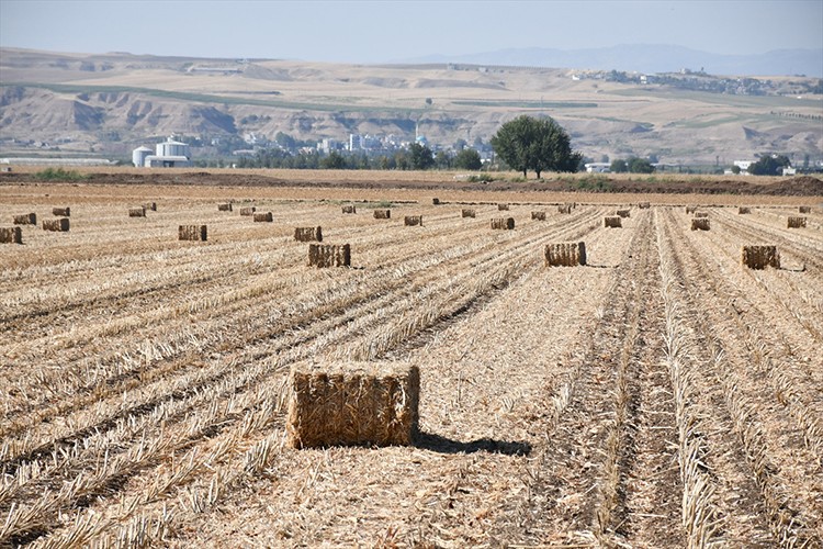 Batman'da toplanan mısır anızı biyoyakıt ham maddesi olarak kullanılıyor
