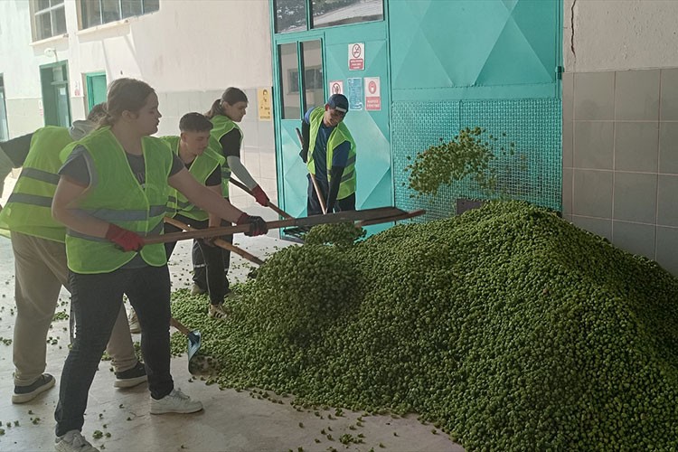 Bilecik'te şerbetçi otu üreticileri hasada başladı