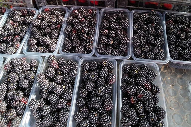 Böğürtlen çiftçi için "tatlı bir gelir" oldu