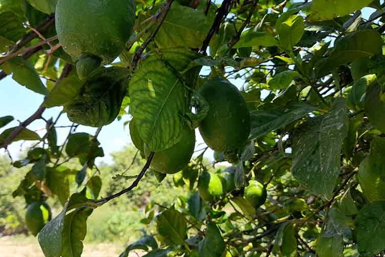 Dalaman TİGEM'de limon dalında 6 liradan ihaleye çıkacak