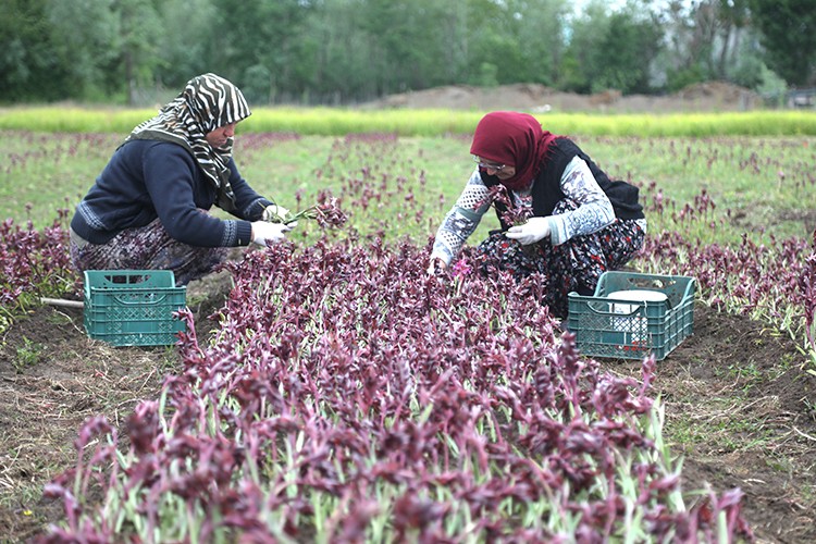 Özel izinle üretilen salep orkidesinin hasadına başlandı