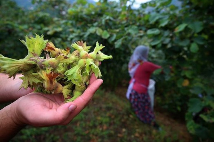 Fındık üreticilerine sigorta uyarısı
