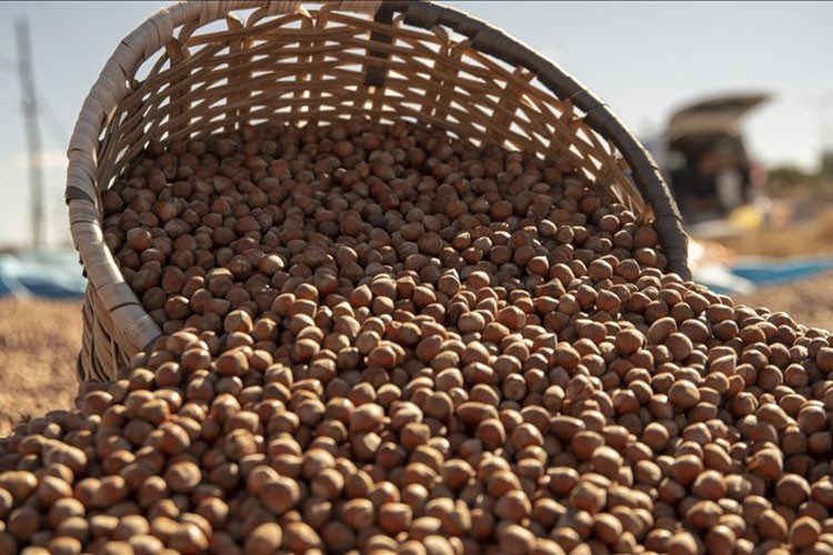 Düzce'de fındık hasadı 9 Ağustos'ta başlıyor