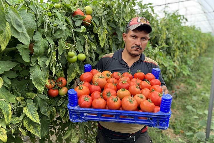 Isparta'nın köyünde üretilen domatesler ihraç ediliyor