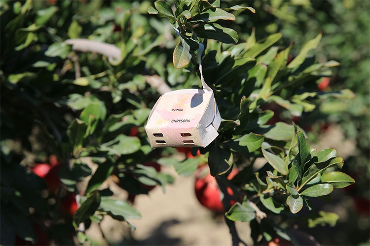 Narda "faydalı böcek" zirai ilacı azalttı, verimi artırdı