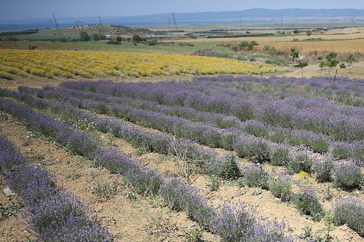 Tıbbi aromatik bitki sektöründe 14 ülkeye ihracat yapıyor